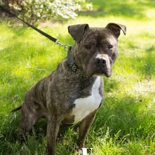 At sunrise veterinary clinic, we go above and beyond to take an individualized approach to each of our patients. Sunrise Pet Clinic Tucson Az