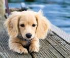 Dachshund Puppies | Miniature Long Haired Dachshunds