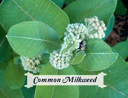Asclepias Syriaca Common Milkweed For Monarch Caterpillars Milkweed Plant Milkweed Seeds Milkweed
