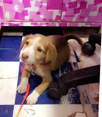 Check spelling or type a new query. Ruku Taneja On Twitter Mrsfunnybones Can You Help Get This Puppy Adopted Found In A Mumbai Gutter But She Deserves All The Comforts Of A Loving Home 1 Month Old Desi Girl