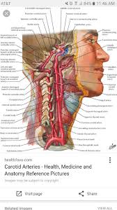 Front view of muscles, back view of muscles, organs, nervous system. Pin By Sonya Valles On Work Related Human Body Anatomy Anatomy Medical Anatomy