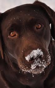On Vous Dit Pourquoi Vous Ne Devriez Jamais Adopter De Labrador Labrador Labrador Chocolat Labrador Retriever