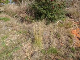 Image result for Elionurus tripsacoides