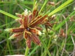 Image result for Cyperus karisimbiensis