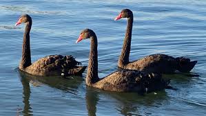 I started swans in 1982 in nyc. Rare Black Swan Trio Wows Onlookers Off Marina Park In Newport Beach Orange County Register