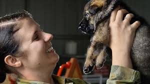 Cute RAAF pups transformed into top military dogs