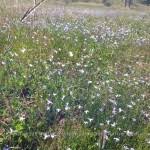 New zealand bluebell on arthurs pass in new zealand, january 1991. Wahlenbergia Spp Diversity Native Seeds