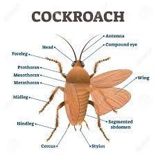 Indoor cockroaches are known as significant pests of public health, and outdoor species that find their way inside are. Cockroach Illustration Labeled Educational Body Structure Scheme Royalty Free Cliparts Vectors And Stock Illustration Image 138666431