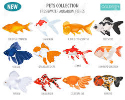 Ils sont ovipares, et présentent toutefois une circulation double. Les Poissons D Aquarium D Eau Douce Reproduisent L Icone De Style Plat Isole Sur Blanc Poisson Rouge Creer Un Infographie Sur Les Animaux De Compagnie Illustration Vectorielle Clip Art Libres De Droits Vecteurs