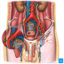 Groin irritation and groin infection can be painful and annoying. Anatomy Of The Pelvic Lymph Nodes And Vessels Kenhub