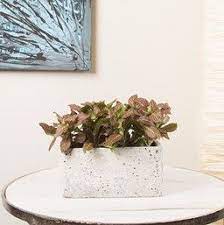 Your fittonia pink stock images are ready. Pink Angel Nerve Plant Fittonia Argyroneura Pink Angel Pink Angel Nerve Plant Is A Showy Variety That Has Small Leaves Plants Nerve Plant Small Indoor Plants