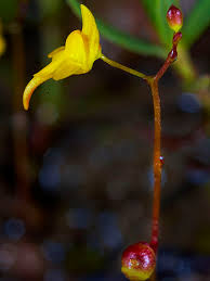 Image result for Utricularia subulata
