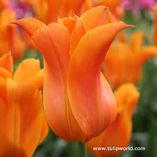 Ballerina Lily Tulip Bulbous Plants Flowers Tulips