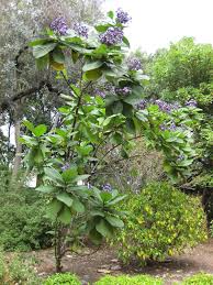 Image result for Wigandia urens