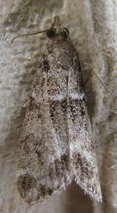 Image result for Scoparia subfusca
