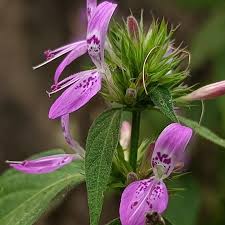 Image result for Dicliptera maculata