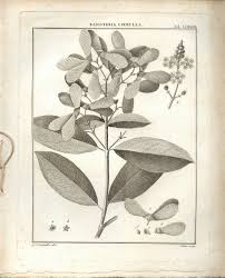 Image result for Flabellaria paniculata