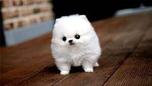 Pin By Meagan S On Animals Cute Dog Pictures Cute Animals Cute Dogs