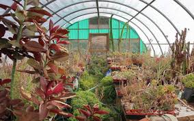 Image result for Synadenium pereskiifolium