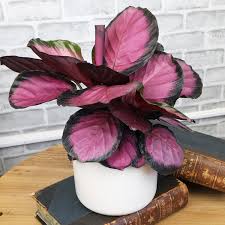 Image result for calathea