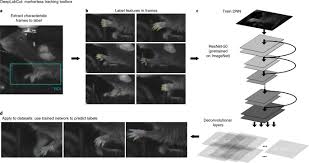 Your home teacher video basic body movements, video 0. Deeplabcut Markerless Pose Estimation Of User Defined Body Parts With Deep Learning Nature Neuroscience