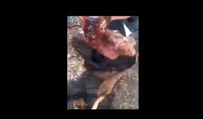 Ghost Rider ( quite notorious all over the web ) - LiveGore.com