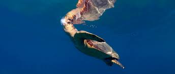 Nesting by the hawksbill sea turtle is rare in florida. Sea Turtle Populations Rise Globally The Wildlife Society