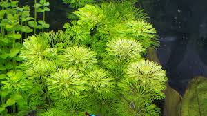 Image result for Limnophila fluviatilis