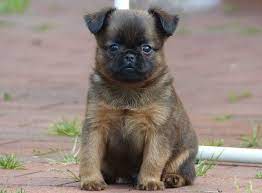 Each of the following breeds has been accepted for recording in the akc foundation stock service®. Brussels Griffon Pug Mix For Sale Petsidi