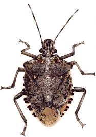 Turn your stomach, consider the fact that there are more than 1400 edible insect species. Insect Trivia