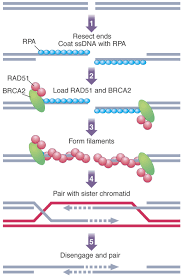 Image result for BRCA2