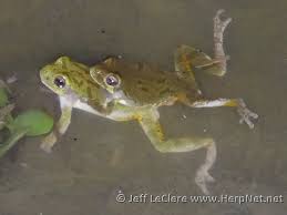 Image result for Cryptolepis hypoglauca