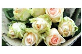 Check spelling or type a new query. Launceston Florist On David Specialises In Flowers For Corporate Event Flowers Birthday Flowers Wedding Bouquets Get Well Flowers Sympathy Funeral Flower Arrangements Flower Bouquets And Arrangements For All Occasions Florist