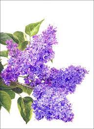 Lilac Blossom By Janie Pirie Coloured Pencil Lilac Painting Watercolor Flowers Flower Art