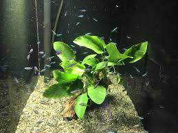 東京アクアガーデン