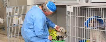 The gold coast center for veterinary care, located in huntington, new york, is a veterinary specialty facility located immediately adjacent to west hills animal hospital & emergency center. Gold Coast Center For Veterinary Care Veterinary Specialists On Long Island
