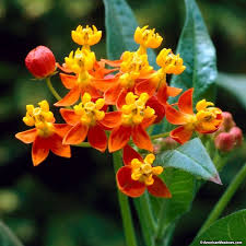 Silky Deep Red Tropical Milkweed Milkweed Red Perennials Asclepias