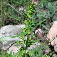 Image result for Dysphania procera