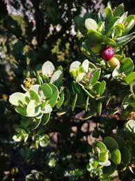 Image result for Osyris compressa