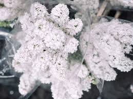 Maybe you would like to learn more about one of these? Hb Wholesale Flowers Inc Southern California Flower Market