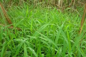 Image result for Pycreus mundtii