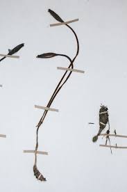 Image result for Gastrodia ballii