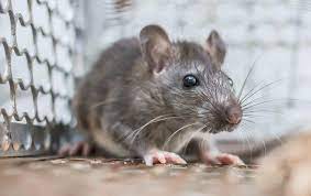 Pest control gets rid of rats through a variety of tried and tested methods, conducted by a trained team. What Longview Property Owners Ought To Know About Rats