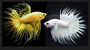 12 types of betta fish. Betta Fish Farming For Android Apk Download