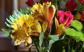 We did not find results for: Alstroemeria Flower Meaning Symbolism And Colors
