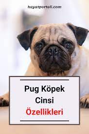 pug kopek cinsi ozellikleri ve bakimi pug pug kopekler kopek