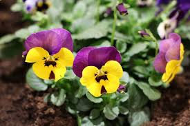 Diese idealwerte gelten indes für eine typische schneereiche witterung am halbschattigen standort in nährstoffreicher, durchlässiger erde. Garten Stiefmutterchen Viola Pflanzen Und Pflege Anleitung Garten Stiefmutterchen Pflanzen Winterharte Balkonpflanzen