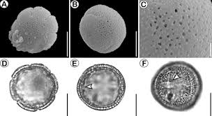 Image result for Spermacoce subvulgata