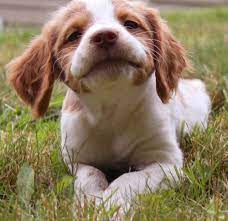 Brittany Spaniel Brittany Dog Brittany Spaniel Dogs Happy Dogs