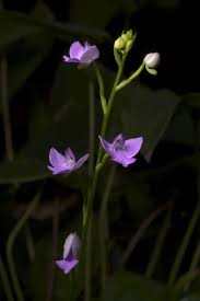 Image result for Cynorkis kirkii